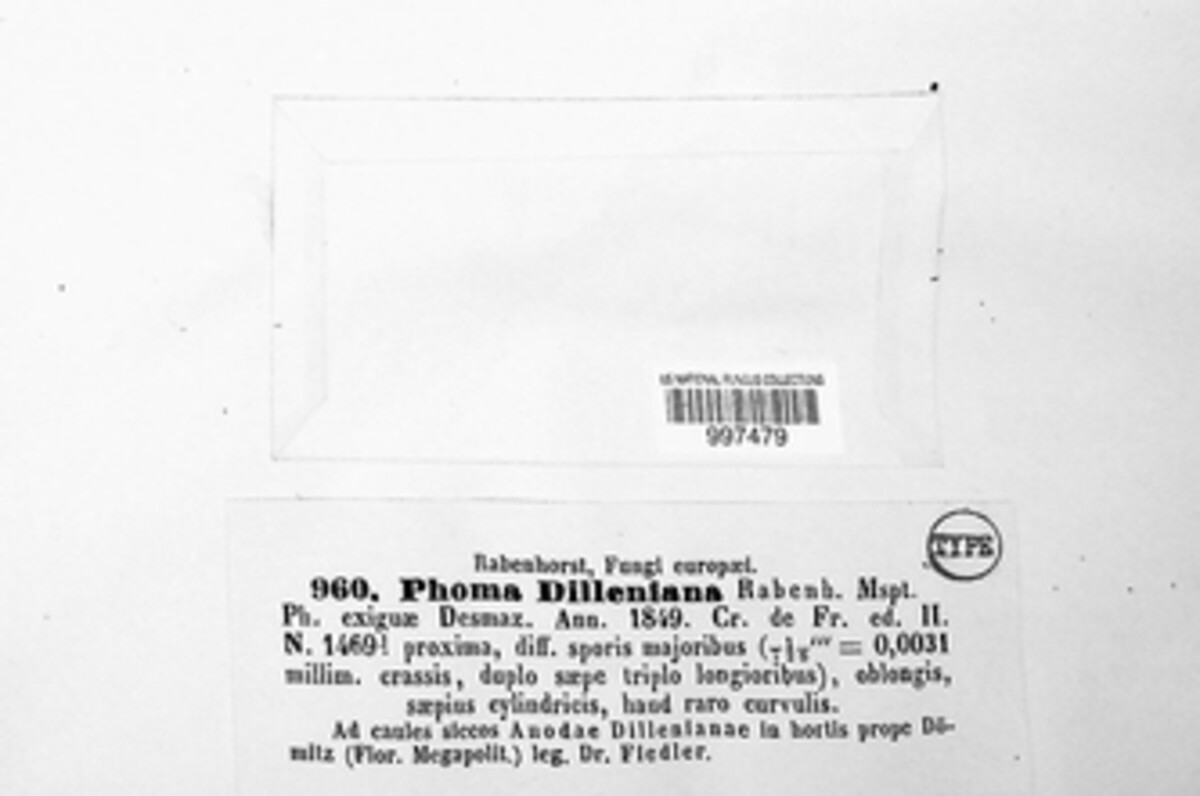 Phoma dilleniana image